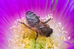 昆虫