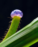 昆虫