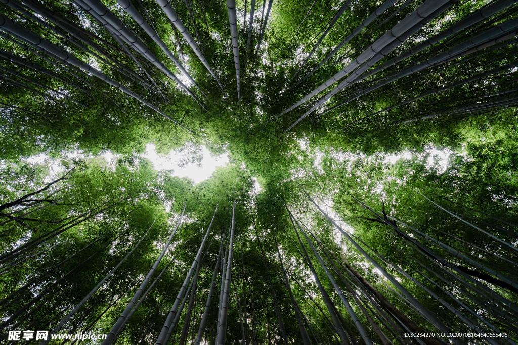 竹林背景