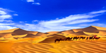 蓝天白云 沙漠骆驼 异域风情