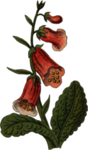 花草插画