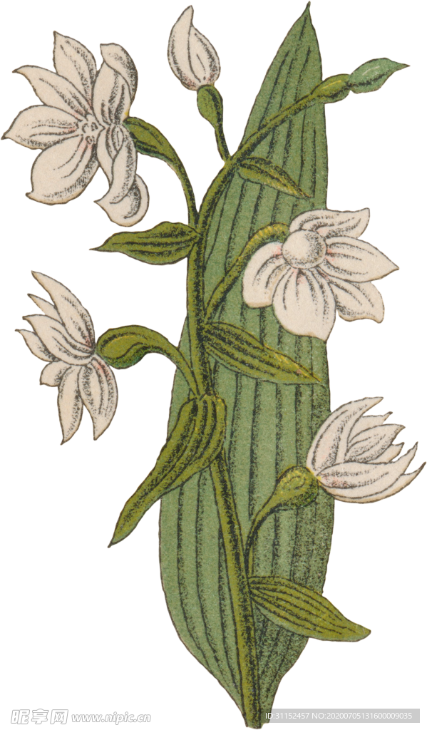 花卉插画