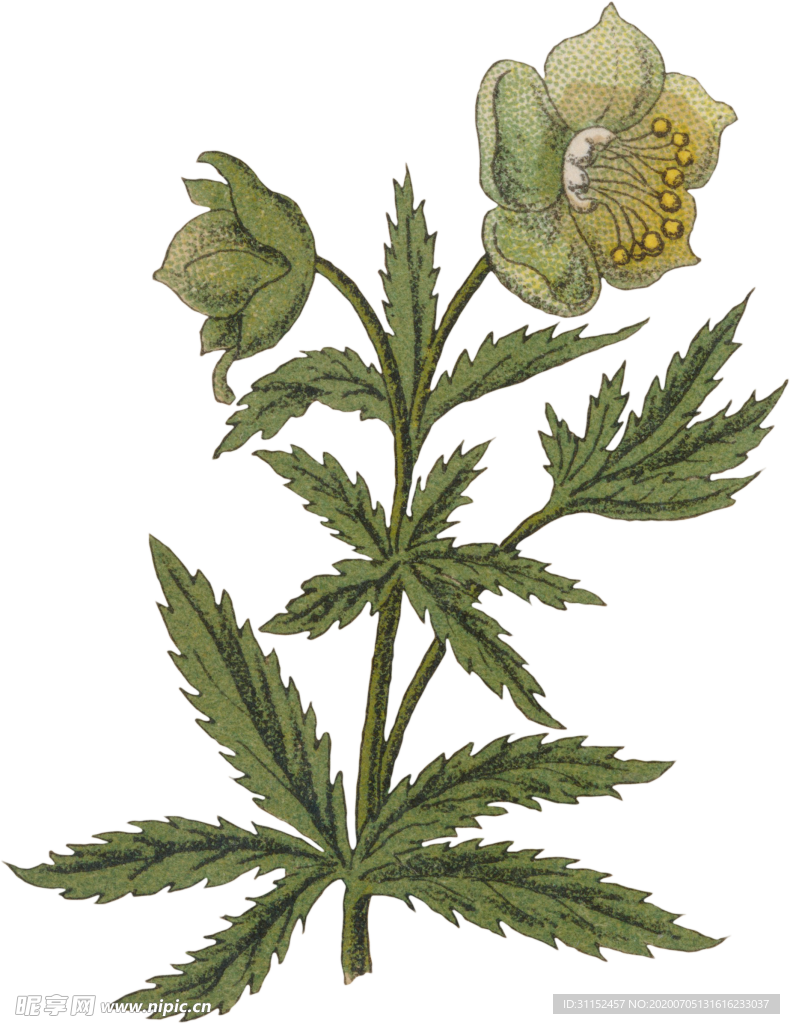 花卉插画
