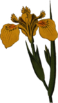 花卉插画