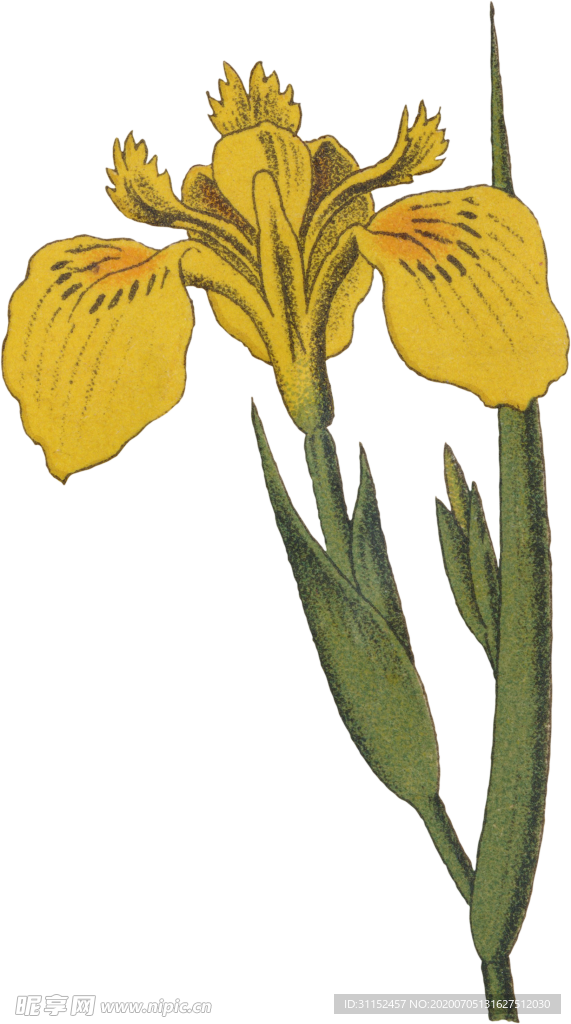 花卉插画