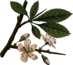 花草插画