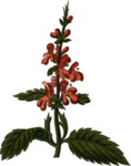 花草插画