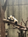 大熊猫
