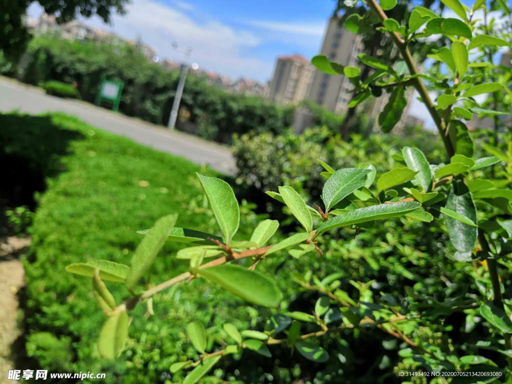 绿色的火棘植物
