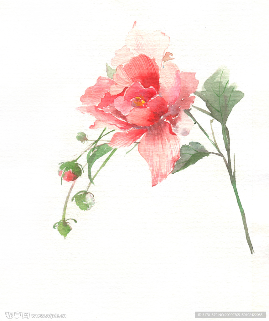 水彩玫瑰花插画