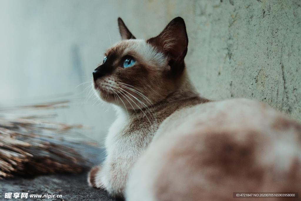 猫