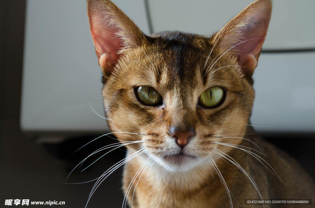 猫