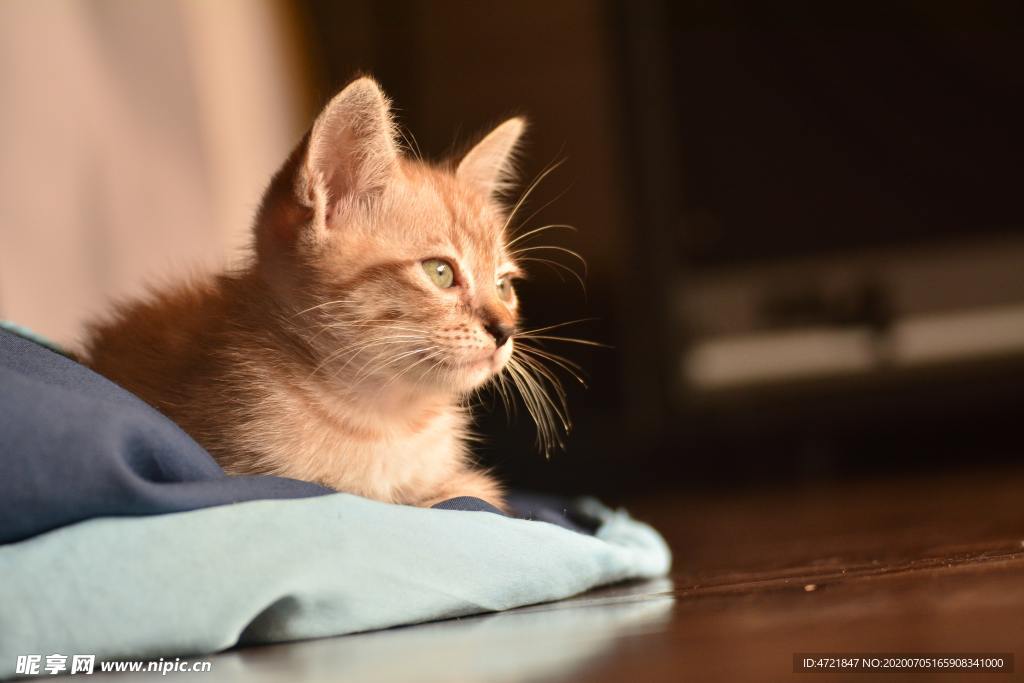 猫