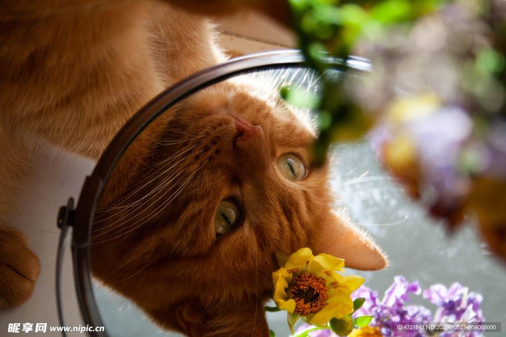 猫