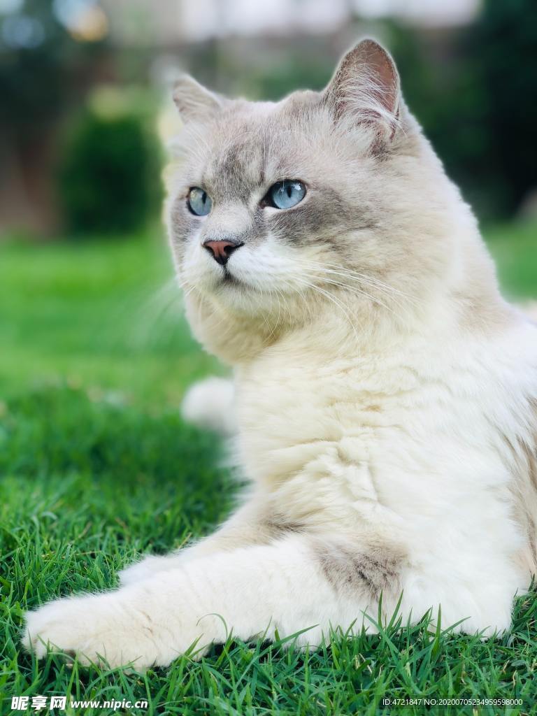 猫