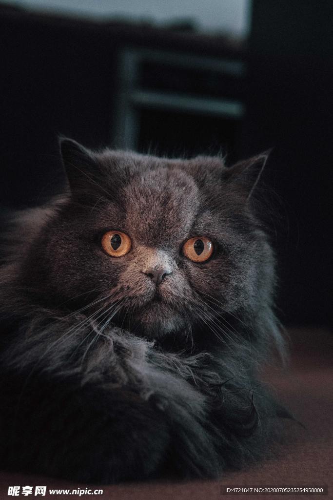 猫