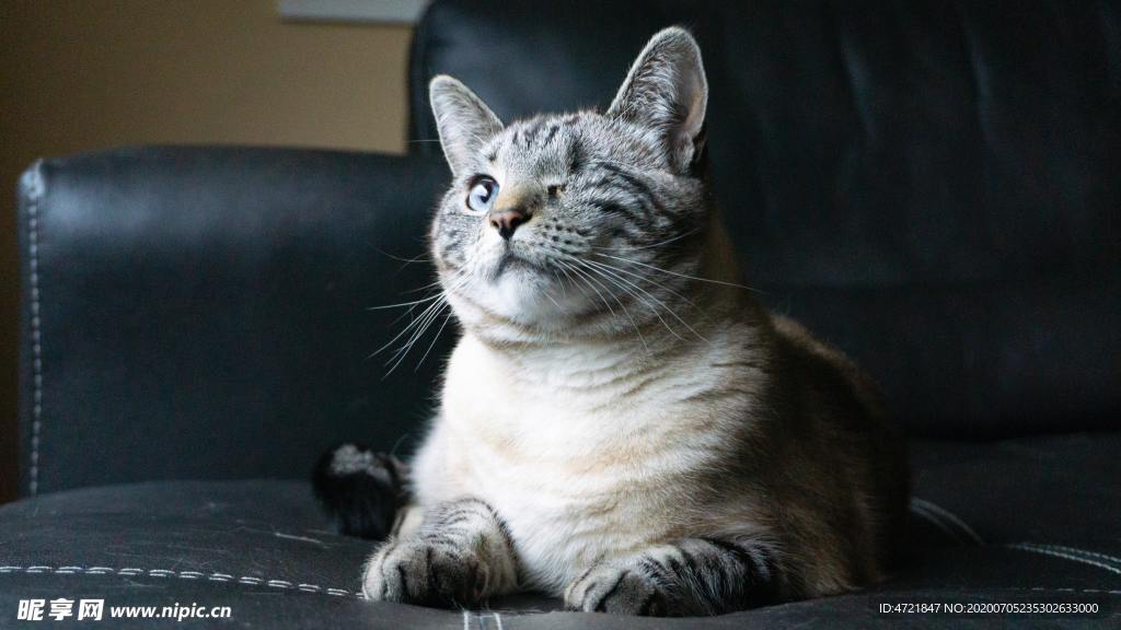 猫