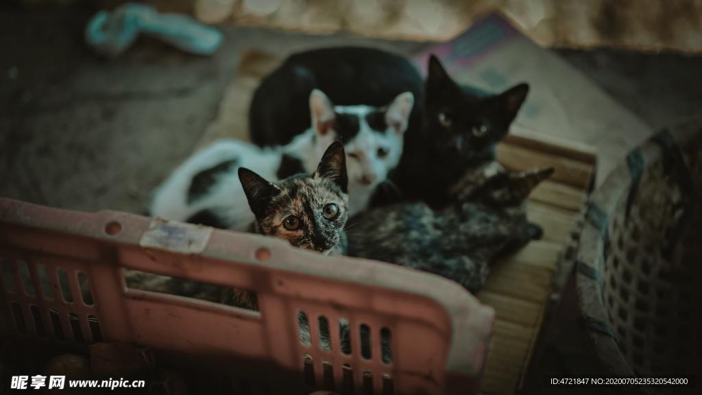 猫