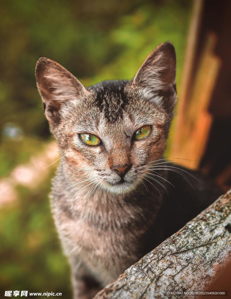 猫