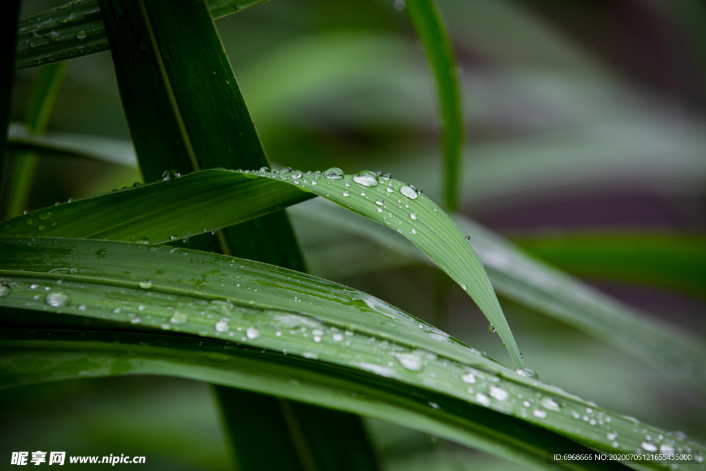 雨珠
