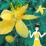 仙女花仙子黄色花朵美丽的梦