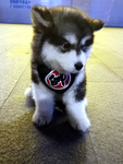 雪橇犬 阿拉斯加犬