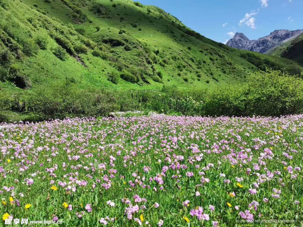 亚丁花海