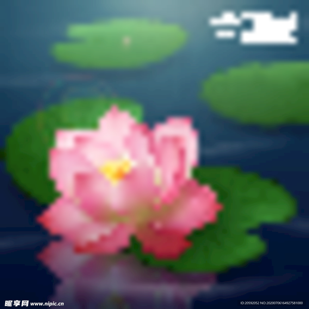 荷花