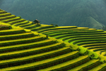 梯田风景