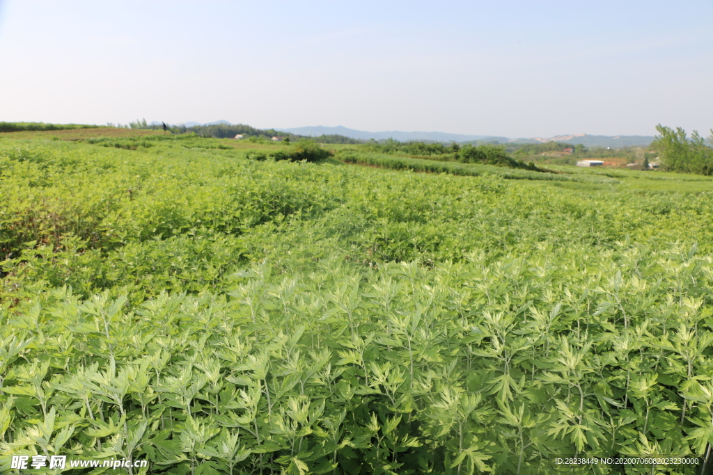 蕲艾基地