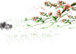 樱花素材