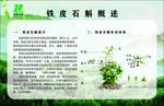铁皮石斛概述