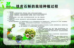 铁皮石斛的培育种植过程