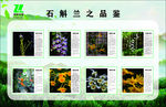 铁皮石斛之品鉴