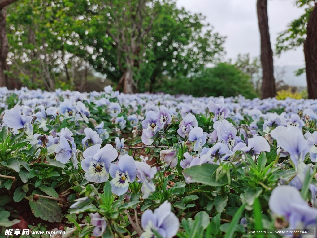 花 草地