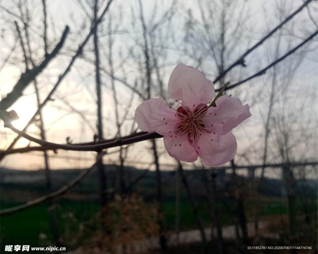 桃花