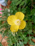 小野花