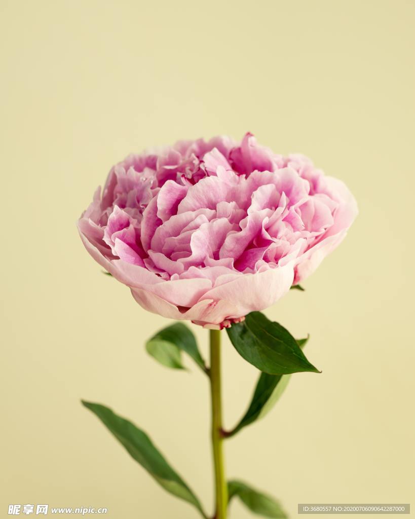 花朵背景