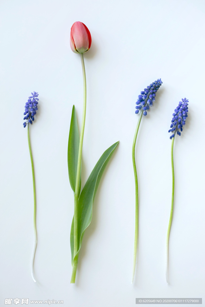 郁金香薰衣草花朵白底