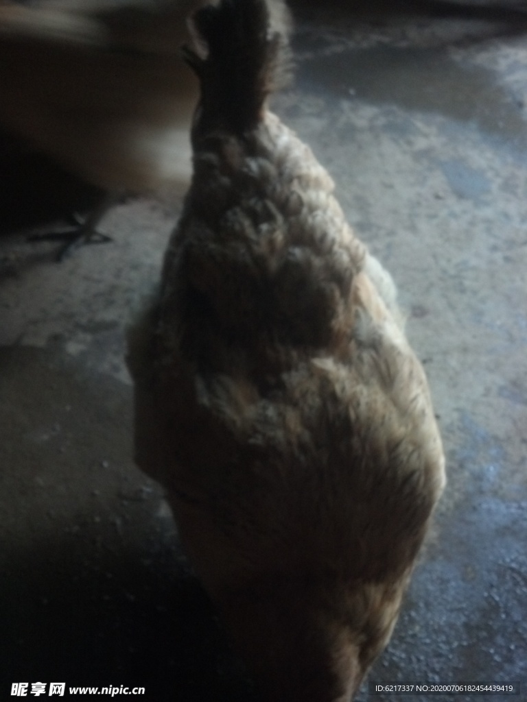 鸡