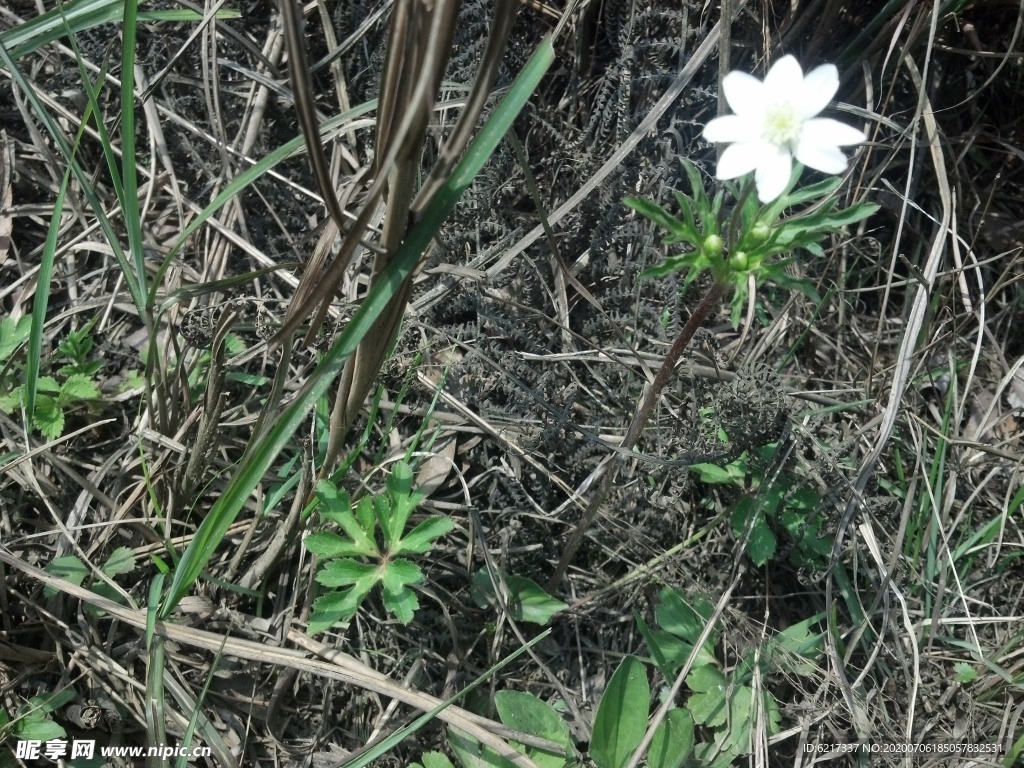 野花