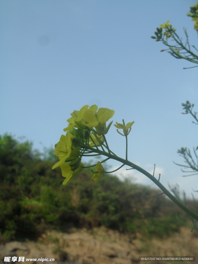 菜花