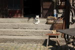 古镇的猫