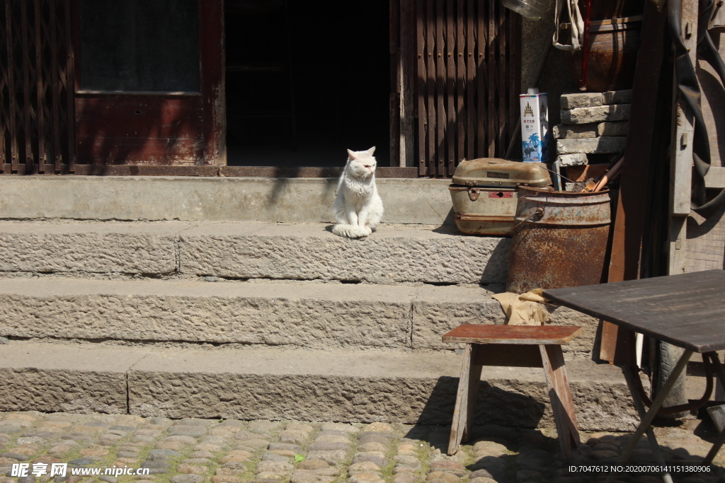 古镇的猫