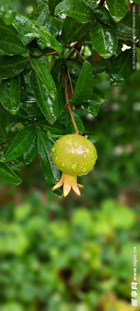 石榴