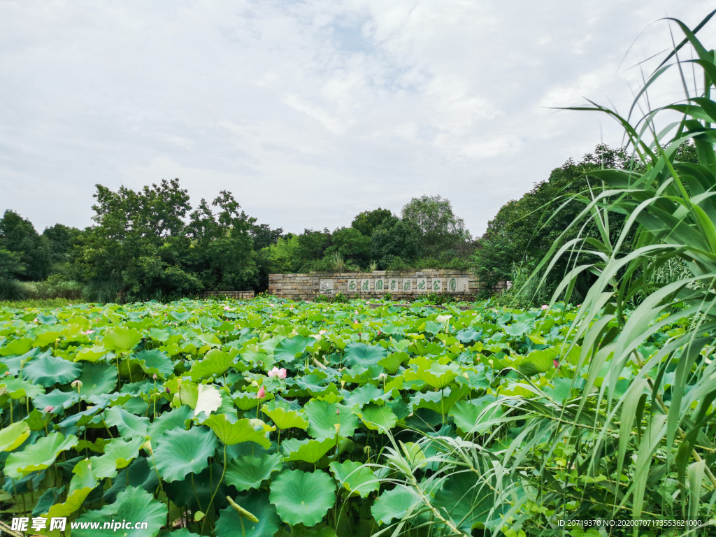 西溪湿地