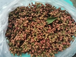 麻椒
