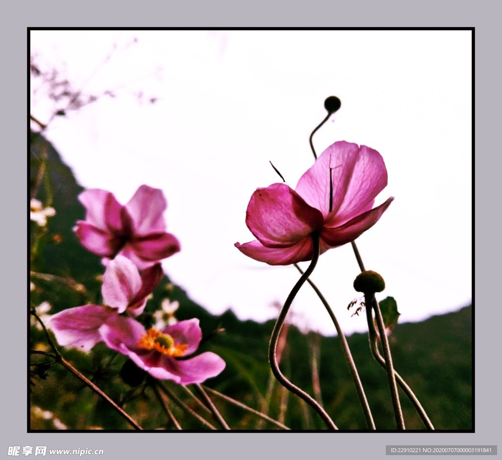 粉色花系