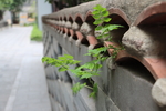 植物