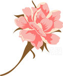 玫瑰花